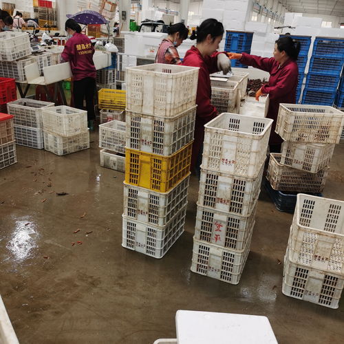 潛江楚淼水產7月炮頭小龍蝦30斤起批發，全國可發售